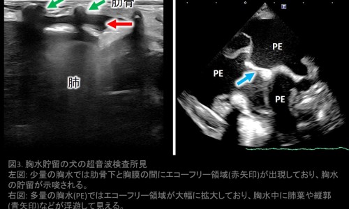 孕妇扁平疣会传染给宝宝吗-怀孕为什么会长扁平疣-怀孕期间得了扁平疣怎么治疗,中国怀孕期间得了扁平疣网站